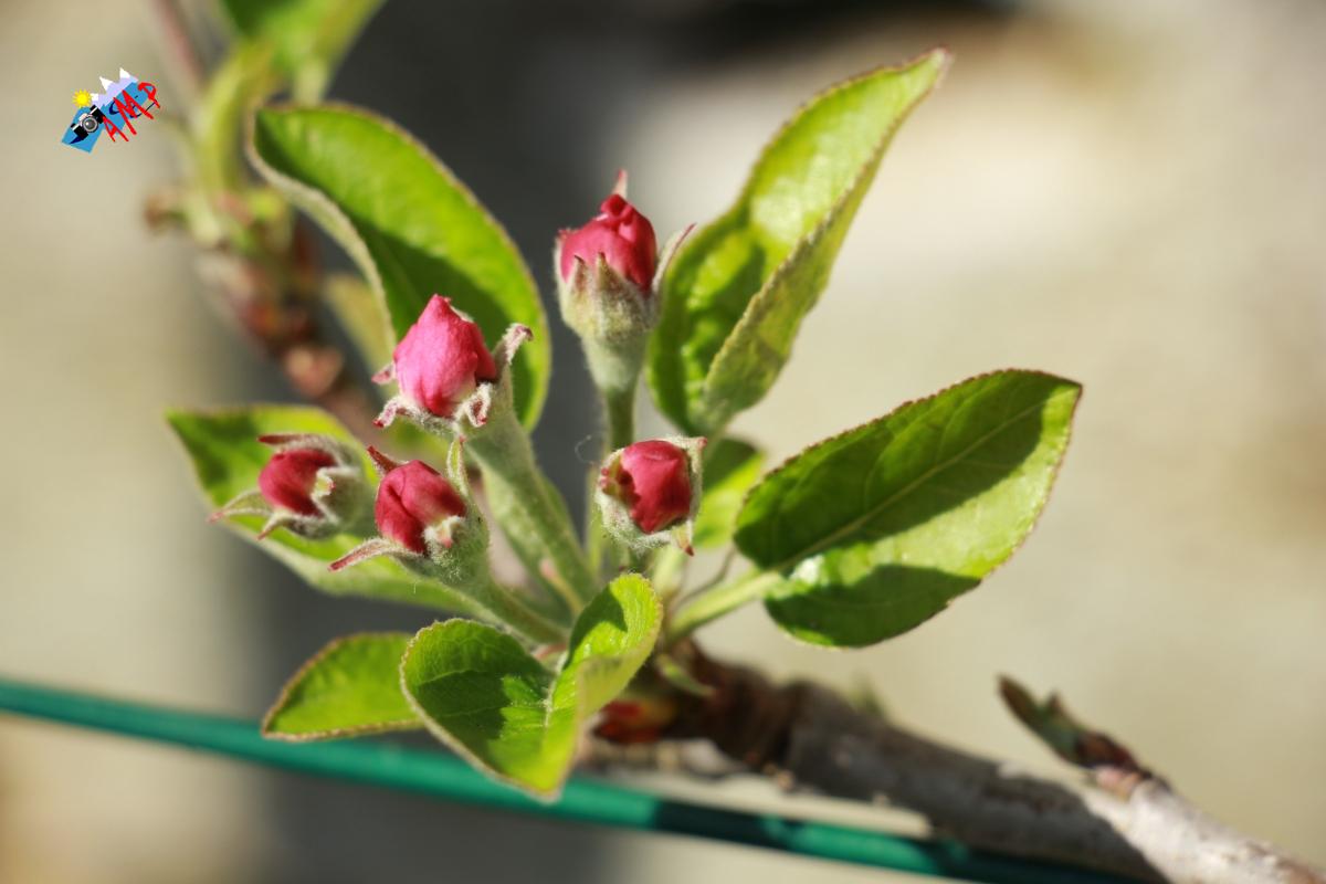 N2015-04_12_IMG_8346-Pommier Golden Delicious_HG